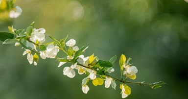 立春，湛江艾籺