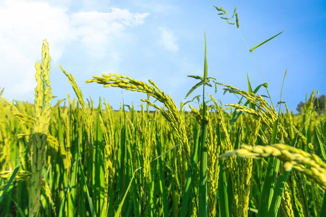 小满，湖南浏阳火焙鱼